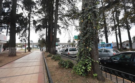 Vecinos de Colón exigen transparencia por tala de árboles; desconocen cantidad y programa de reposición