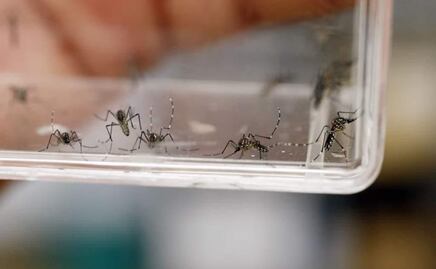 Edomex logra caída Espectacular de casos de Dengue en 2025: De 721 a solo 94