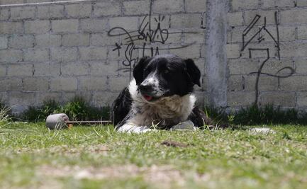 ¡Final feliz! Reubican a lomitos y michis rescatados en Edomex