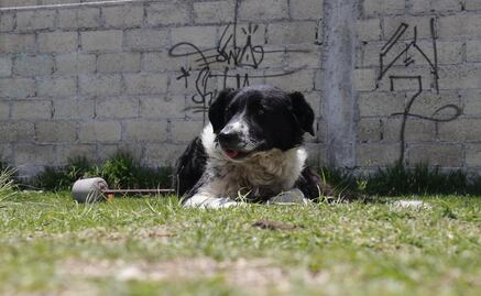 ¡Final feliz! Reubican a lomitos y michis rescatados en Edomex