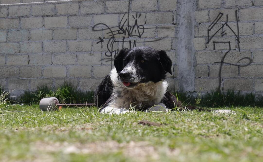 160 perros y gatos han sido rescatados en lo que va del año, principalmente perros. Foto: Alejandro Vargas / El Universal Estado de México