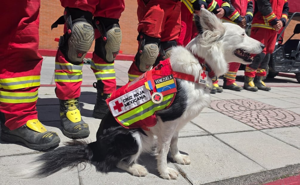 Halley forma parte del equipo de perros de búsqueda de la Cruz Roja Mexicana. Foto Claudia Rodríguez / El Universal