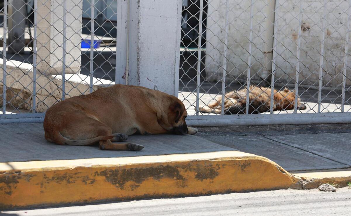 En febrero, 108 perros fueron encontrados en condiciones de maltrato en un predio de Mexicaltzingo. Foto: Alejandro Vargas / El Universal Estado de México
