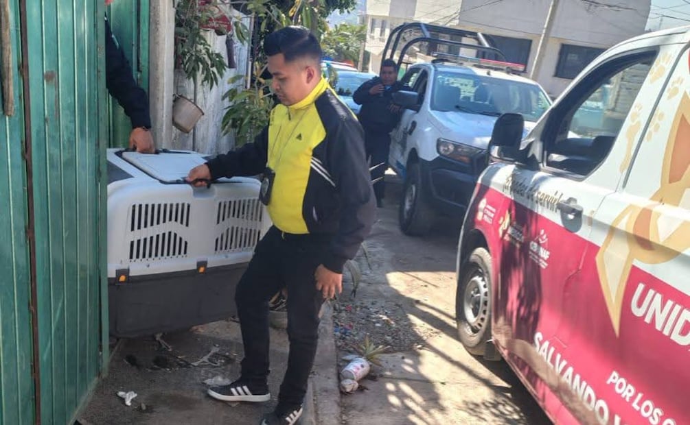 Especialistas de Cepanaf evalúan y atienden el daño emocional y el temperamento de los animales que sufrieron abandono o cadenas. Foto Especial