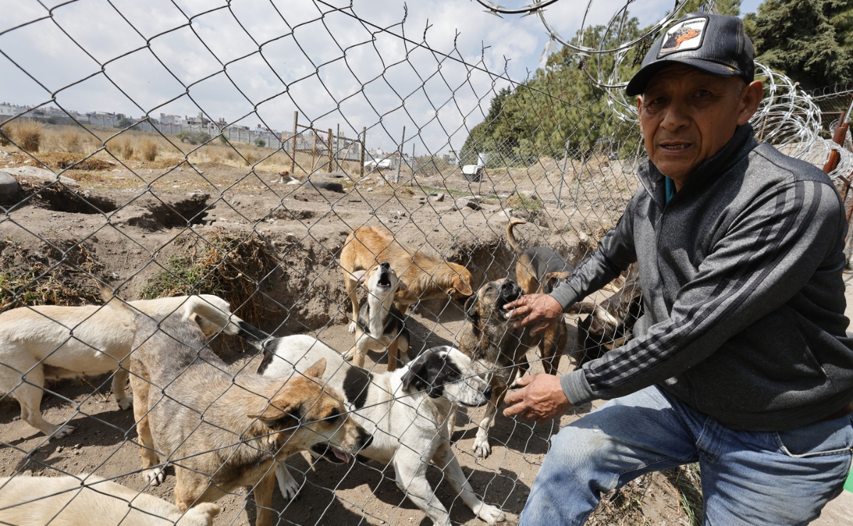 ¡Ayuda a Alejandro! Contacta a través de Facebook y da una segunda oportunidad a estos perros rescatados en Toluca Foto: Jorge Alvarado