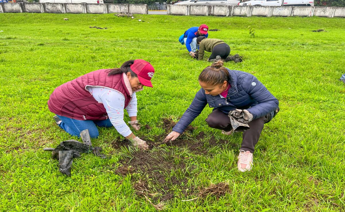 A lo largo de 7.6 kilómetros, en Paseo Matlatzincas y Paseo Tollocan, distribuidos en 25 tramos, se plantaron mil 527 árboles de especies  / Foto: Especial
