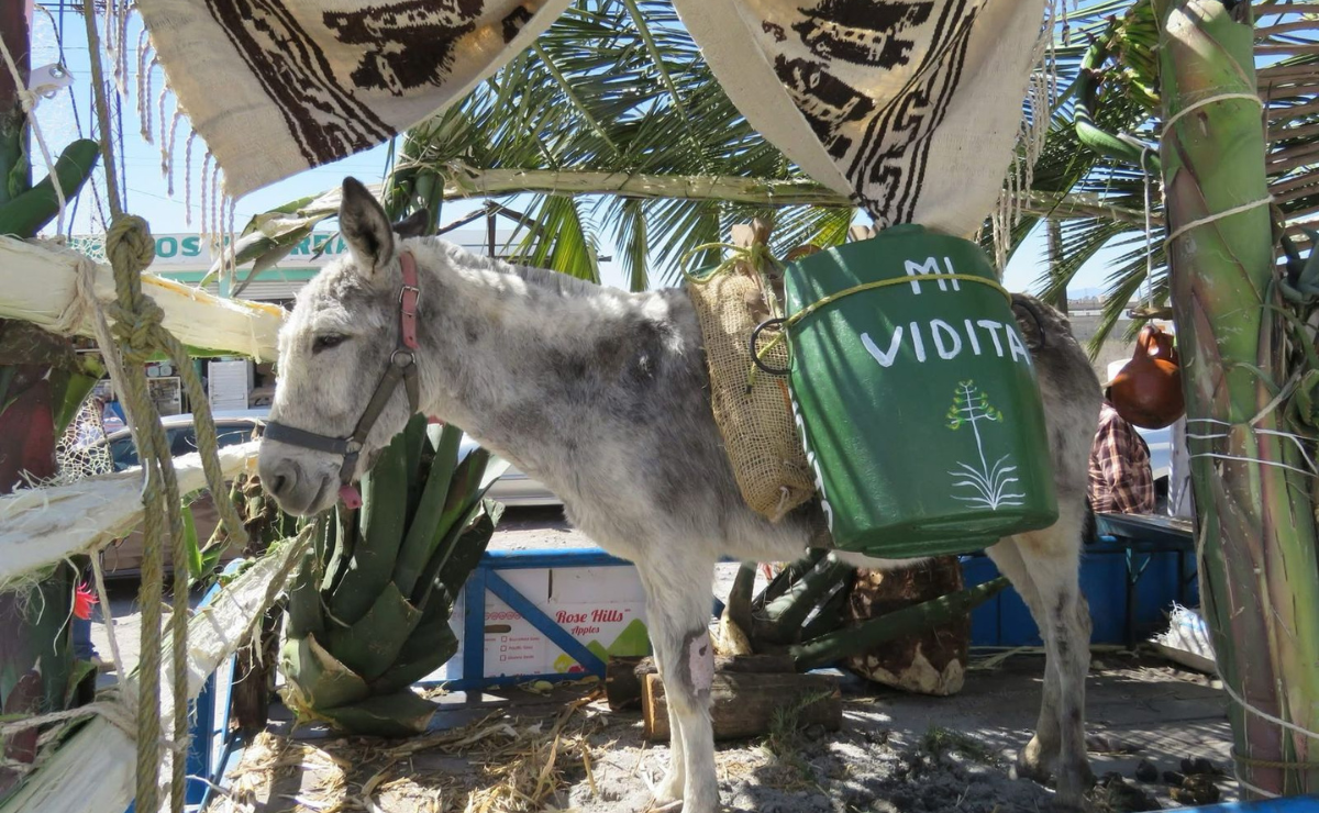 ¡Que viva el pulque! Carros alegóricos, música y sabor ancestral en el inicio de la Expo Feria del Pulque en Jiquipilco. Foto: Especial