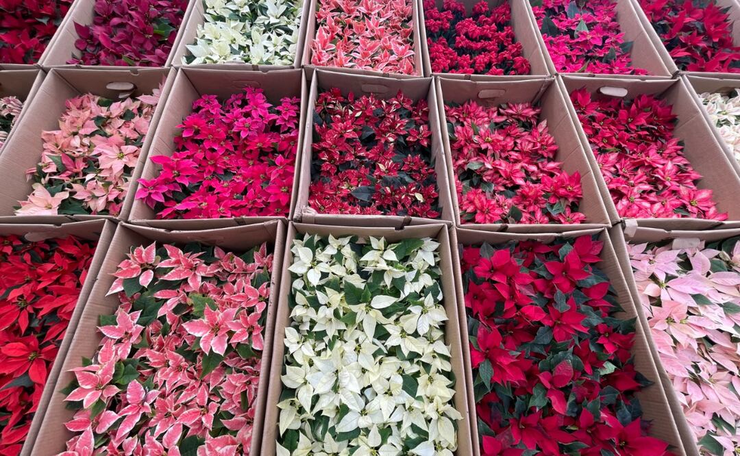 El municipio de Atlacomulco se convierte en el centro de atención para los amantes de la flor de Nochebuena Foto: Michelle Sánchez