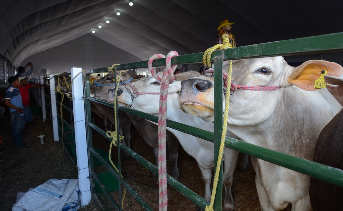 La brucelosis es una enfermedad infecciosa bacteriana que se transmite de animales a humanos / Foto: Arturo Hernández
