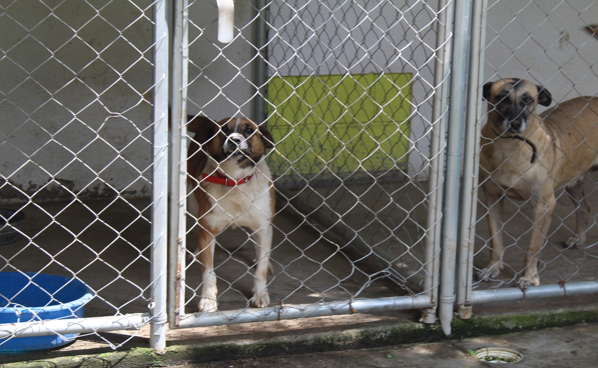 Centro de Control y Bienestar Animal  de Toluca / Foto Karen Aldama