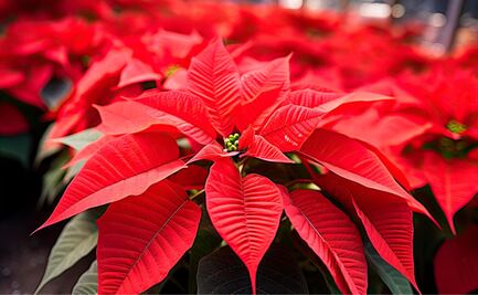 Cultivando tradición: la producción de Nochebuena en el Edomex