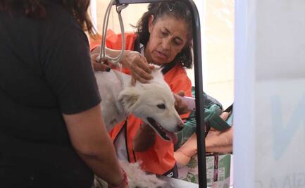 Caravana del Bienestar Animal: Un día lleno de salud para las mascotas de Chalco