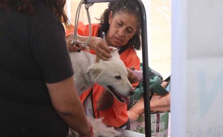 Caravana del Bienestar Animal: Un día lleno de salud para las mascotas de Chalco
