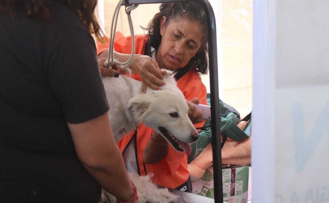 Se otorgaron 49 consultas médicas para perros y gatos / Foto Especial