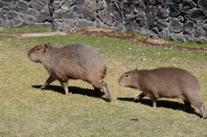 Capibaras en Zacango: Todo lo que necesitas saber sobre esta especie