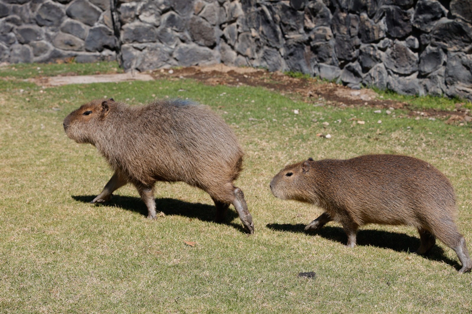 Capibaras en Zacango: Todo lo que necesitas saber sobre esta especie