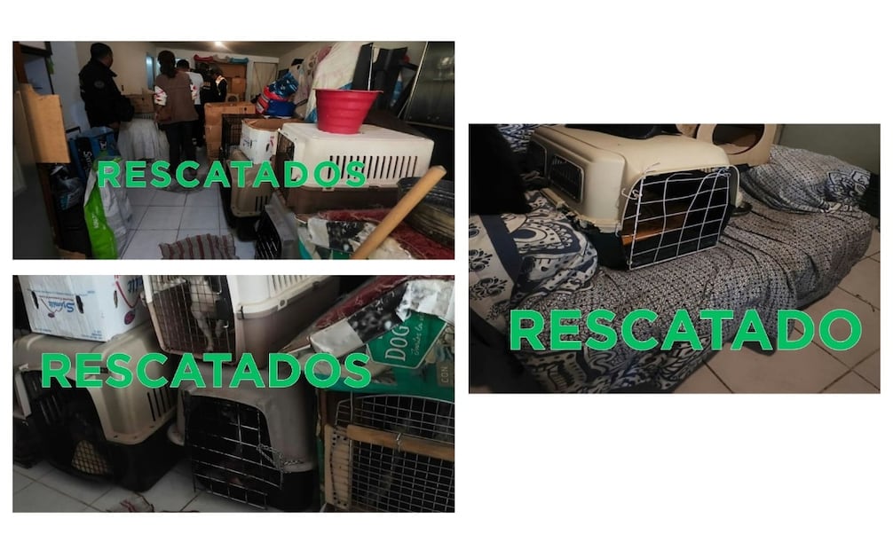 Los animales presentaban malas condiciones de salud al momento de la diligencia. Foto especial