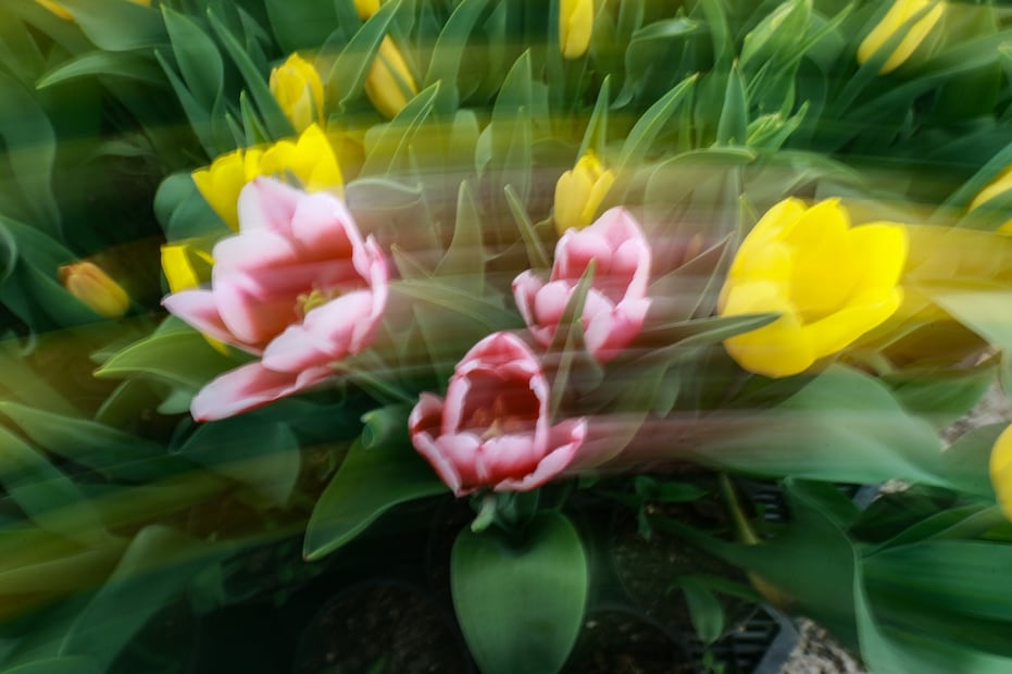 Este año, los invernaderos de San Lorenzo Tlacotepec introdujeron 10 nuevas variedades bicolores traídas directamente desde Holanda. Foto Alejandro Vargas / El Universal