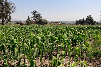 Impulso al campo mexiquense: Edomex fortalecerá a más de 12 mil unidades de producción familiar