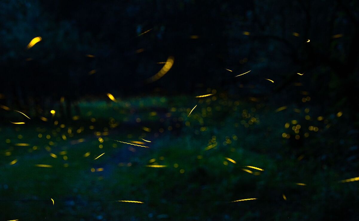 ¡Luces mágicas en Edomex! Guía completa para disfrutar la temporada de luciérnagas