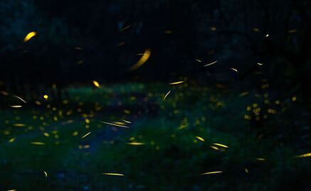 ¡Luces mágicas en Edomex! Guía completa para disfrutar la temporada de luciérnagas