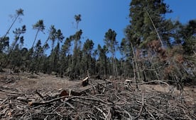 ¡Cárcel por talar un árbol! Edomex castigará con hasta 25 años de prisión los delitos contra el medio ambiente