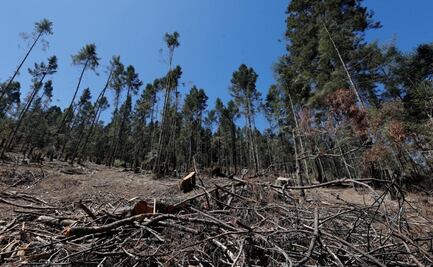 ¡Cárcel por talar un árbol! Edomex castigará con hasta 25 años de prisión los delitos contra el medio ambiente