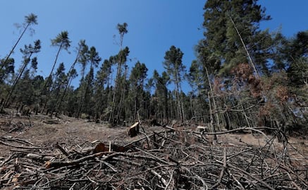 ¡Cárcel por talar un árbol! Edomex castigará con hasta 25 años de prisión los delitos contra el medio ambiente