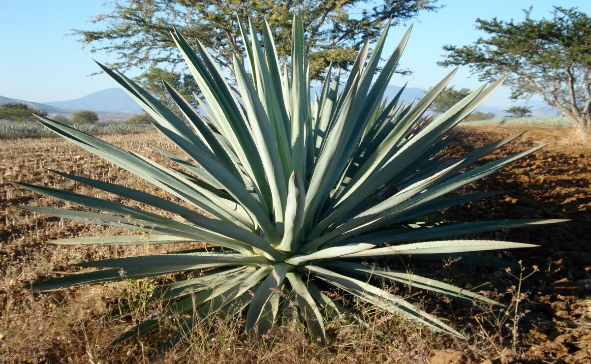 El agave es uno de los cultivos con mayor crecimiento entre 2013 y 2023 / Foto Especial