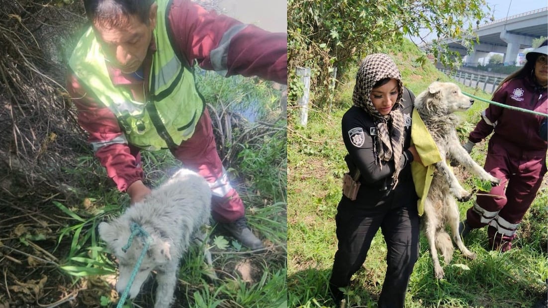 Rescatan a perro tras caer a canal de aguas negras en Ecatepec. Foto especial