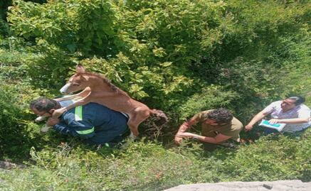 Ecatepec rescata a "Goliat": Potrillo recién nacido abandonado en la Sierra de Guadalupe