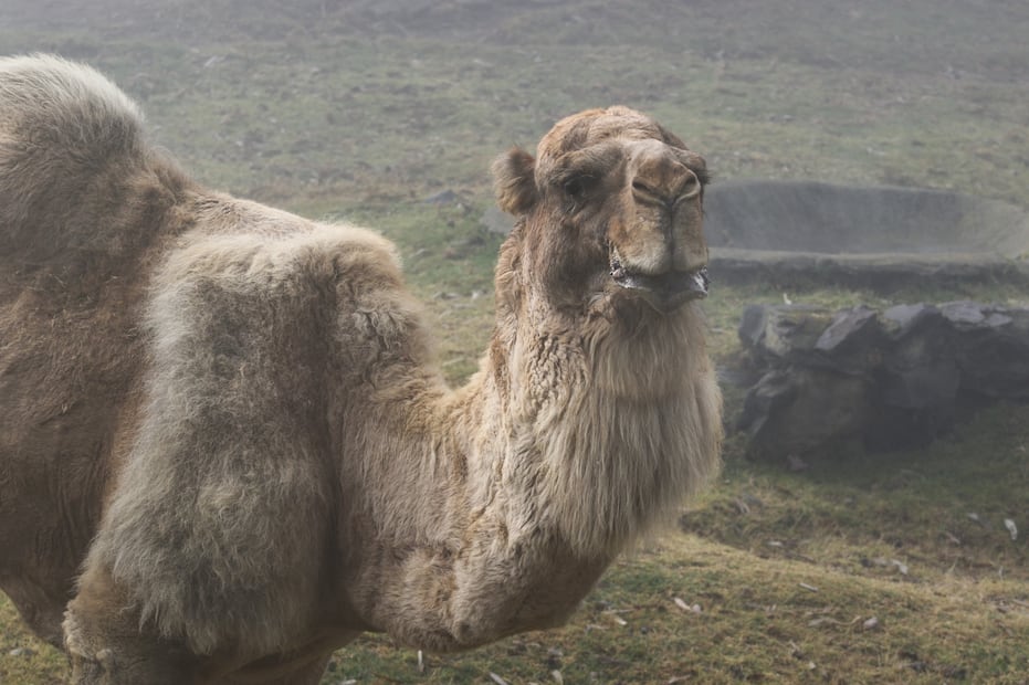 El Parque Ecológico Zacango reafirma su compromiso con la salud, el bienestar y la conservación de la fauna, e invita a la ciudadanía a visitarlo para conocer de cerca el trabajo que se realiza diariamente. Foto: especial