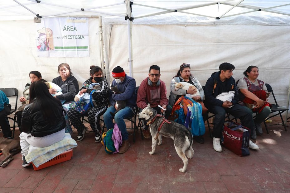 En el desarrollo de esta norma participaron municipios como Huixquilucan y Tlalnepantla, además de la UAEMéx y organizaciones civiles como Pocas Pulgas. Foto Alejandro Vargas / El Universal