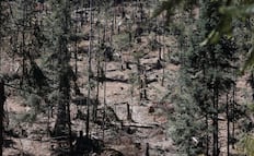 Probosque identifica factores críticos de deforestación: Tala ilegal y expansión urbana encabezan la lista