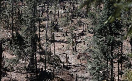 Probosque identifica factores críticos de deforestación: Tala ilegal y expansión urbana encabezan la lista