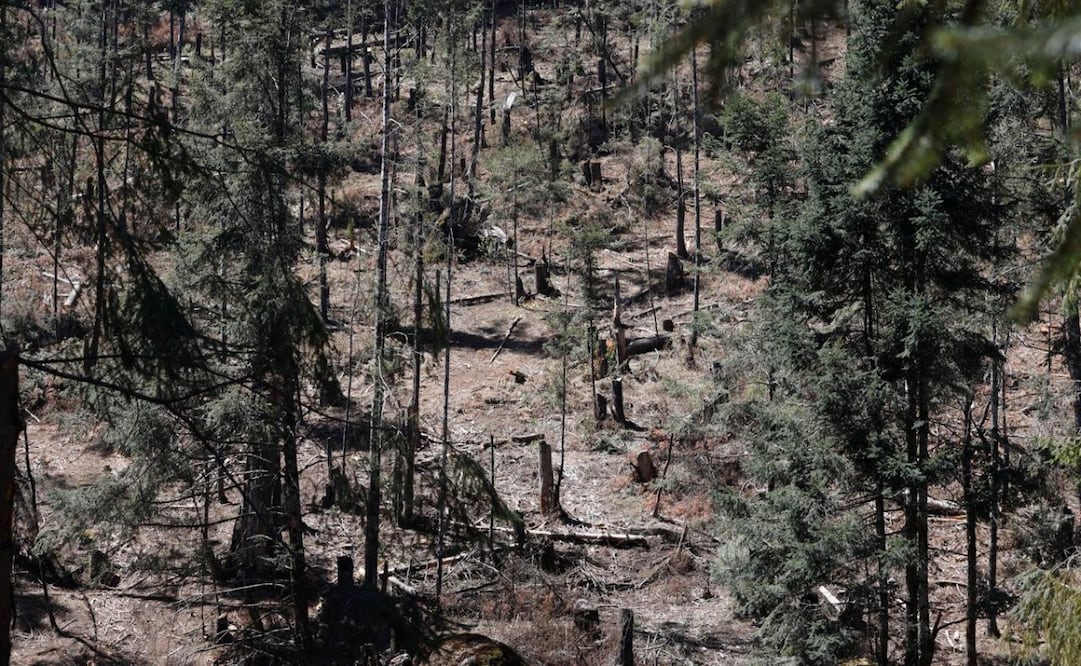 Los incendios forestales y las plagas representan el segundo y tercer factor de riesgo para el clima templado frío de la entidad. Foto Alejandro Vargas El Universal