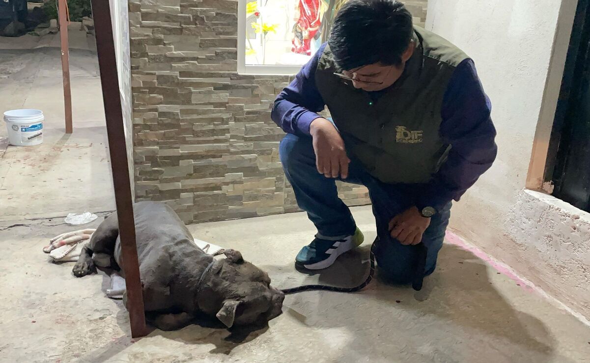 Integrantes de la Célula de Rescate Animal de Ecatepec, fueron por el can, aparentemente, cruza de la raza pitbull Foto: Especial