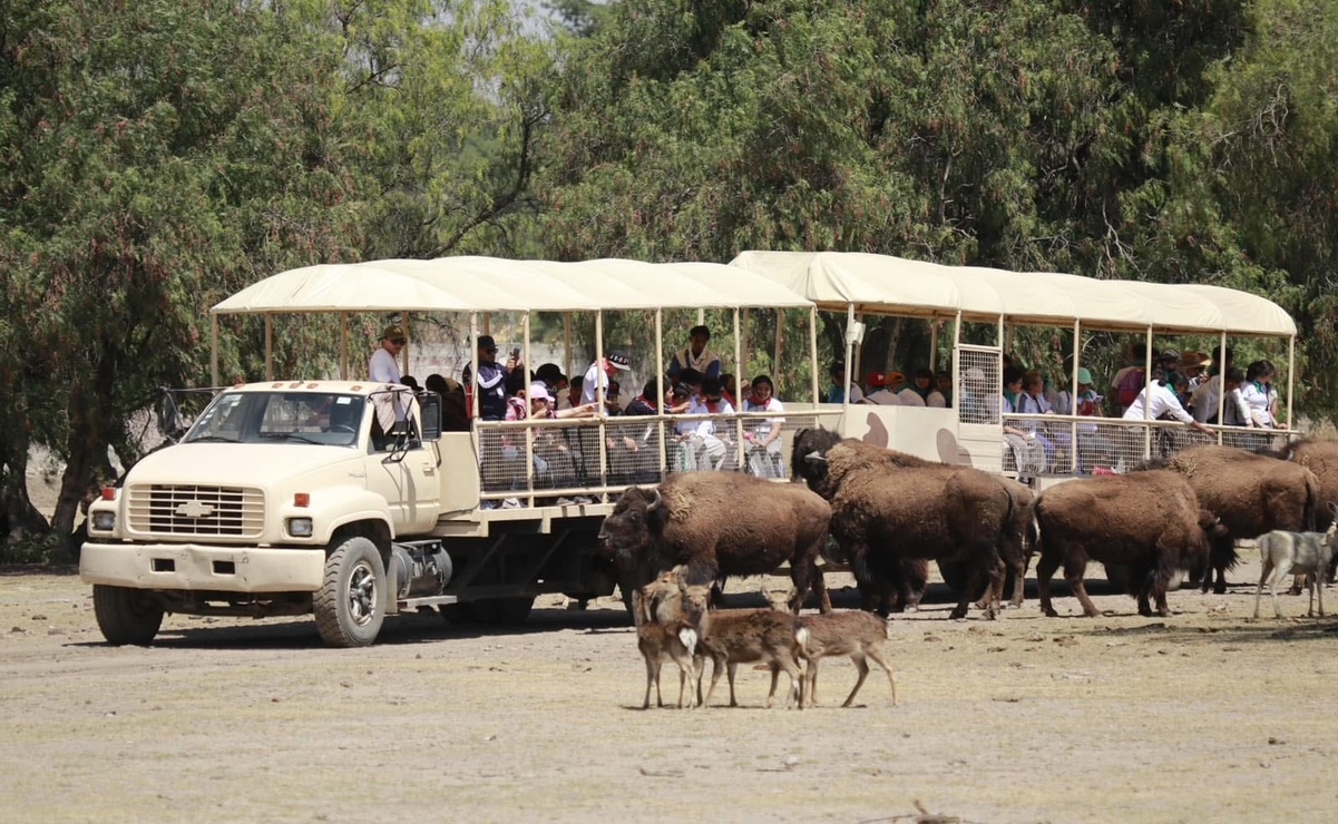 Una opción para vacaciones es el Parque Reino Animal, que se ubica en el municipio de Teotihuacán / Foto Especial