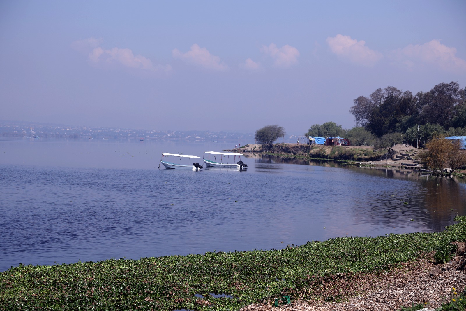 l lirio acuático ha experimentado un crecimiento acelerado en la Laguna de Zumpango, cubriendo ya el 50% del embalse. Foto Carlos Mejía