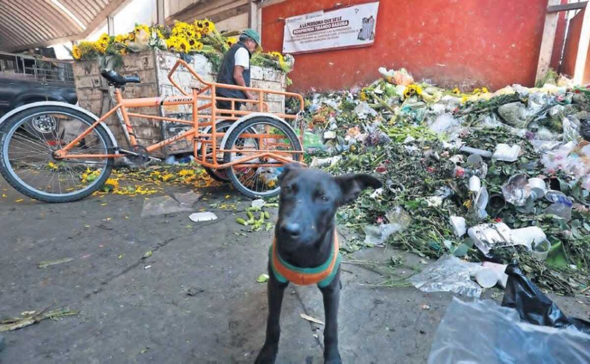 Tras la entrada de la primavera decenas de toneladas de girasoles son arrojadas a la basura. Foto: Alejandro Vargas / El Universal Estado de México