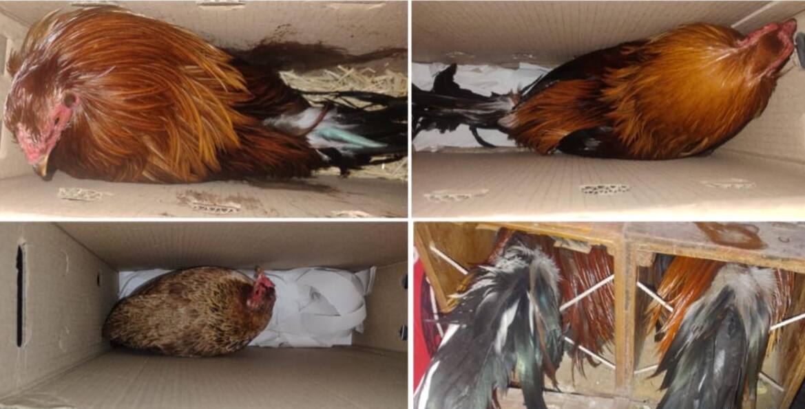 En el lugar se realizaban peleas de gallos; sin embargo, gracias al operativo rescataron a 36 aves y deteniendo a los responsables. Foto Especial