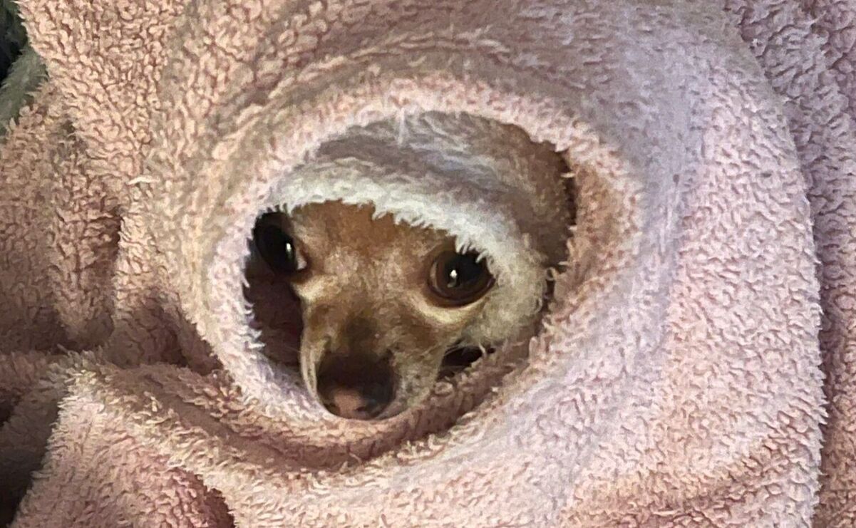 Kia, una adorable chihuahua, nos muestra que las mascotas más pequeñas necesitan un hogar cálido y seguro para enfrentar el frio / Foto: Samantha Landeros