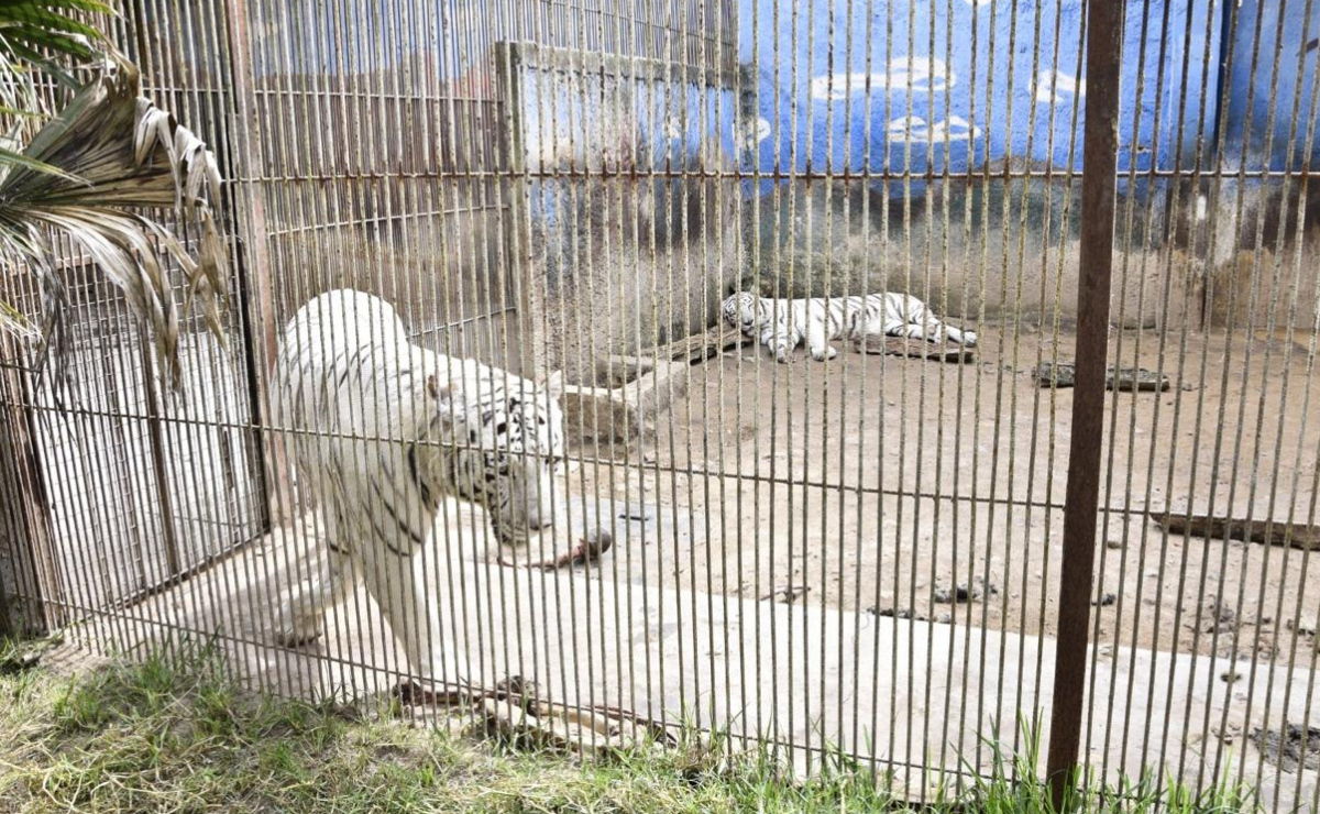Se llevó a cabo un operativo para la detención de 42 posibles responsables de hechos delictivos Foto: Especial