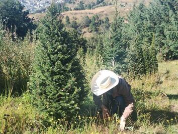 Productores de Xonacatlán temen robos de árboles de Navidad