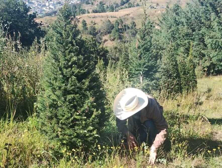 Los productores de árboles de Navidad en Xonacatlán viven momentos de angustia debido a los constantes robos que ponen en riesgo su sustento. Foto Especial