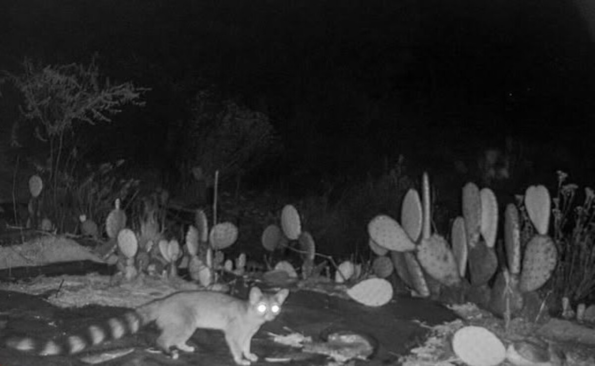 Los mamíferos captados son nativos del Estado de México. Foto: Especial