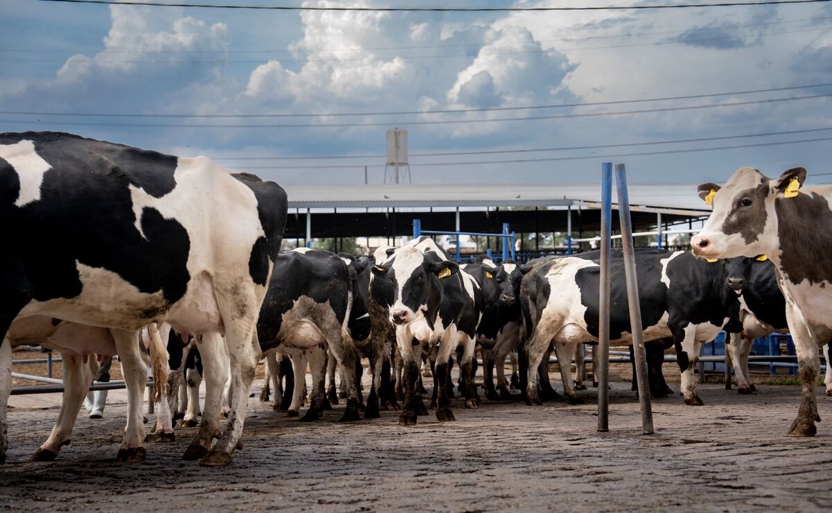 En una primera etapa el producto lácteo pasteurizado se distribuye a los comedores universitarios para el consumo de la comunidad estudiantil. Foto: Especial