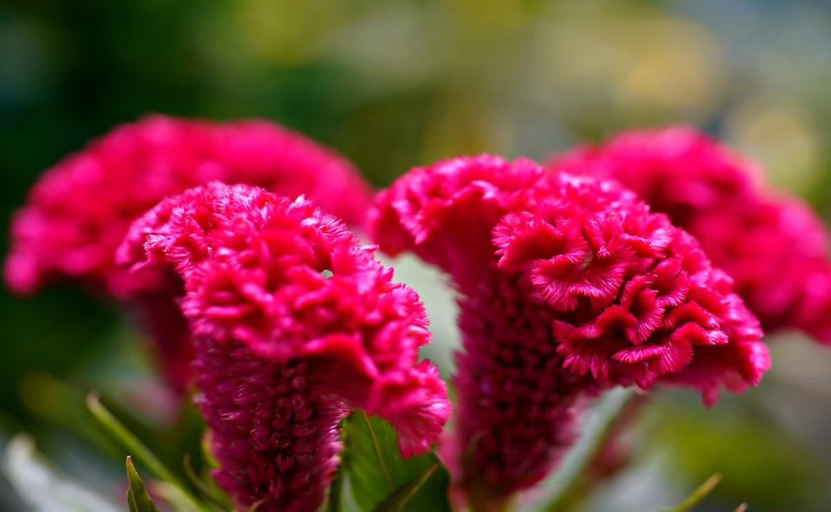 Estas flores se utilizan para crear confort por las pérdidas. Foto: Pixabay.