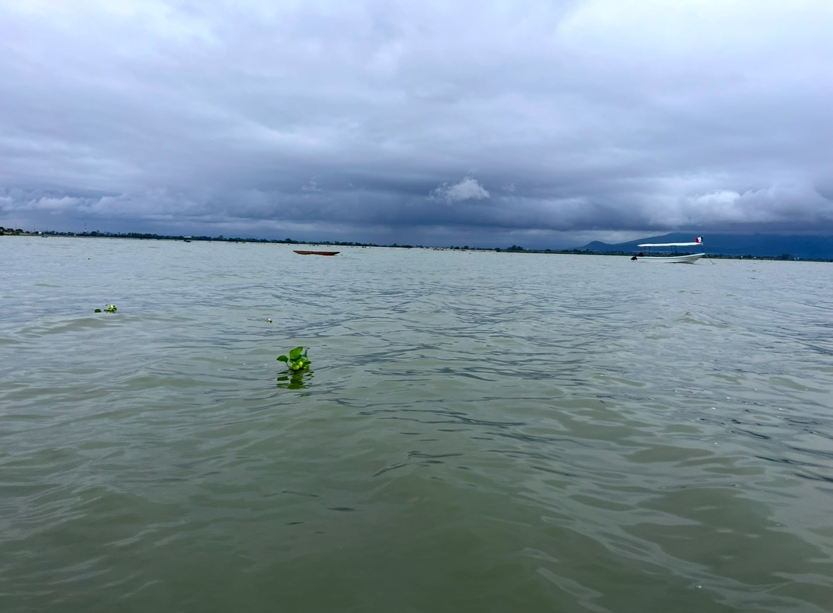 Aves como el pato mexicano y el pelícano buscan refugio en la Laguna de Zumpango, pero la contaminación amenaza su supervivencia. Foto Arturo Contreras
