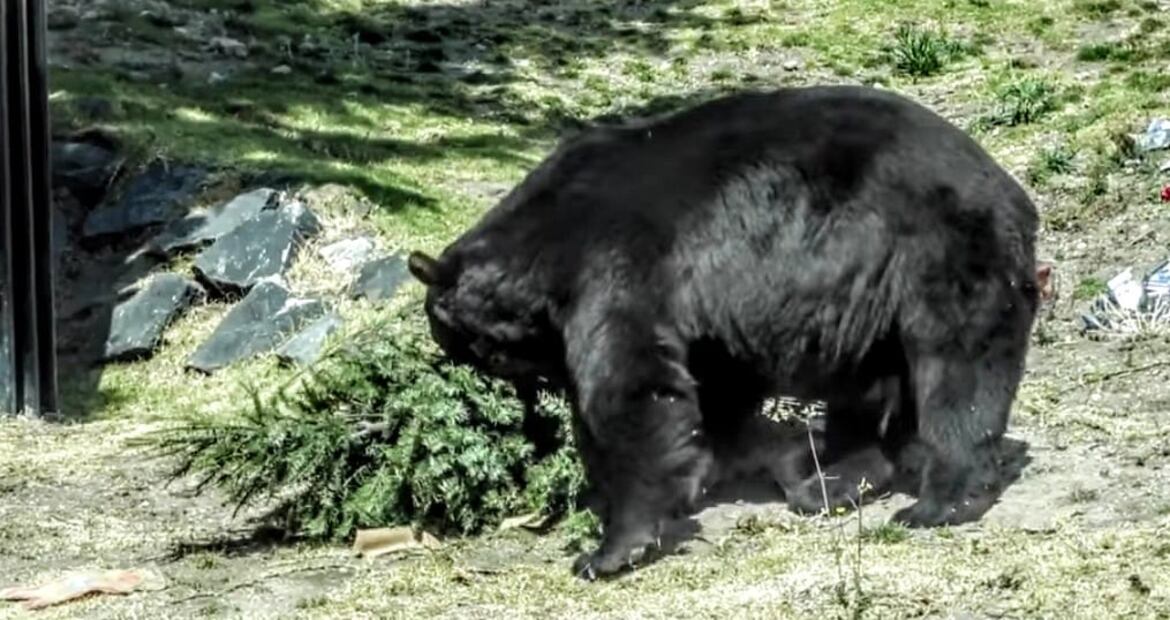 Es fundamental entregar los pinos sin clavos, bases, luces o adornos para evitar accidentes con los ejemplares. Foto Especial